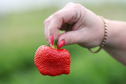 Harvesting strawberries in Sochi, Russia