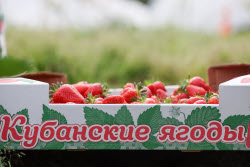Harvesting strawberries in Sochi, Russia