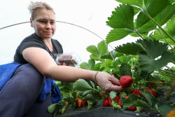 Harvesting strawberries in Sochi, Russia