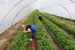Harvesting strawberries in Sochi, Russia