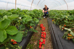 Harvesting strawberries in Sochi, Russia