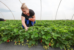 Harvesting strawberries in Sochi, Russia