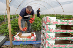 Harvesting strawberries in Sochi, Russia