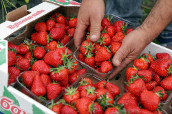 Harvesting strawberries in Sochi, Russia