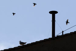 Conclave to elect a successor to late Pope Francis