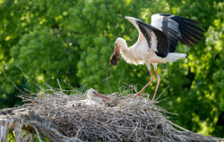 Offspring among the storks