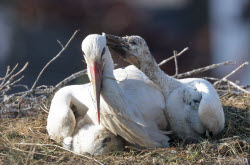 Offspring among the storks