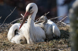 Offspring among the storks