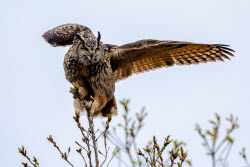 Eagle-owls in Primorye Region, Russia