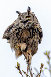 Eagle-owls in Primorye Region, Russia
