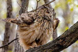 Eagle-owls in Primorye Region, Russia