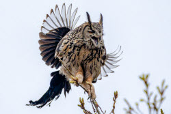 Eagle-owls in Primorye Region, Russia