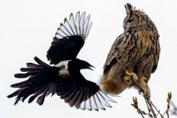 Eagle-owls in Primorye Region, Russia