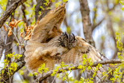 Eagle-owls in Primorye Region, Russia
