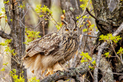 Eagle-owls in Primorye Region, Russia