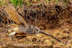 Eagle-owls in Primorye Region, Russia