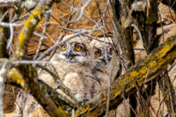 Eagle-owls in Primorye Region, Russia