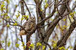 Eagle-owls in Primorye Region, Russia