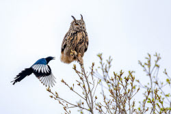 Eagle-owls in Primorye Region, Russia