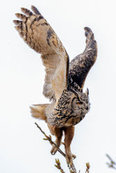 Eagle-owls in Primorye Region, Russia