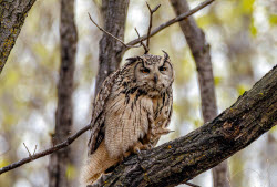 Eagle-owls in Primorye Region, Russia