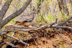 Eagle-owls in Primorye Region, Russia