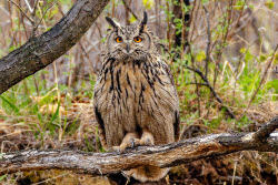 Eagle-owls in Primorye Region, Russia