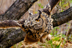 Eagle-owls in Primorye Region, Russia