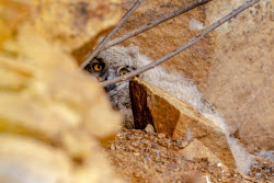 Eagle-owls in Primorye Region, Russia