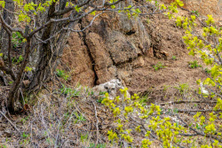 Eagle-owls in Primorye Region, Russia
