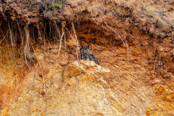 Eagle-owls in Primorye Region, Russia