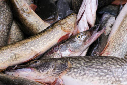 Chelyuskinets Export fishery company in Astrakhan Region, Russia