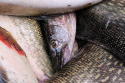 Chelyuskinets Export fishery company in Astrakhan Region, Russia