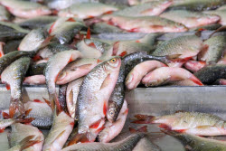 (+VIDEO) Chelyuskinets Export fishery company in Astrakhan Region, Russia