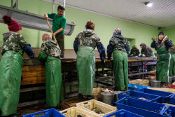 Chelyuskinets Export fishery company in Astrakhan Region, Russia