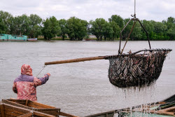 Chelyuskinets Export fishery company in Astrakhan Region, Russia