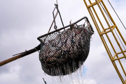 Chelyuskinets Export fishery company in Astrakhan Region, Russia