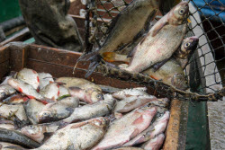 Chelyuskinets Export fishery company in Astrakhan Region, Russia