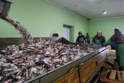 Chelyuskinets Export fishery company in Astrakhan Region, Russia