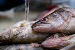 Chelyuskinets Export fishery company in Astrakhan Region, Russia