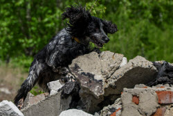 Учения кинологических расчетов МЧС РФ в Новосибирской области