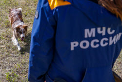 Учения кинологических расчетов МЧС РФ в Новосибирской области