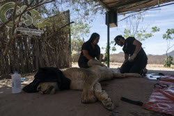 Mexico Violence Animal Refuge Photo Gallery