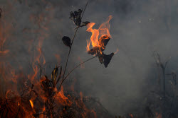 Brazil Wildfire