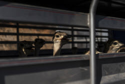 Mexico Violence Animal Refuge Photo Gallery