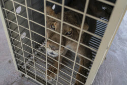 Mexico Violence Animals Refuge