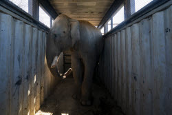 Mexico Violence Animals Refuge