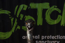 Mexico Violence Animals Refuge