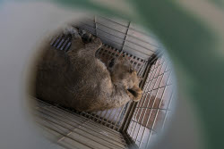 Mexico Violence Animals Refuge