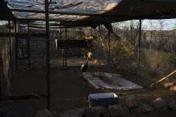 Mexico Violence Animals Refuge